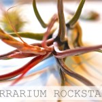 air plants terrarium