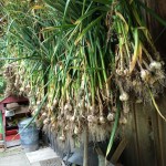 Harvesting Garlic and our favourite garlic recipe - Spaghetti Aglio Olio Pepperoncino via http://lifeovereasy.com/